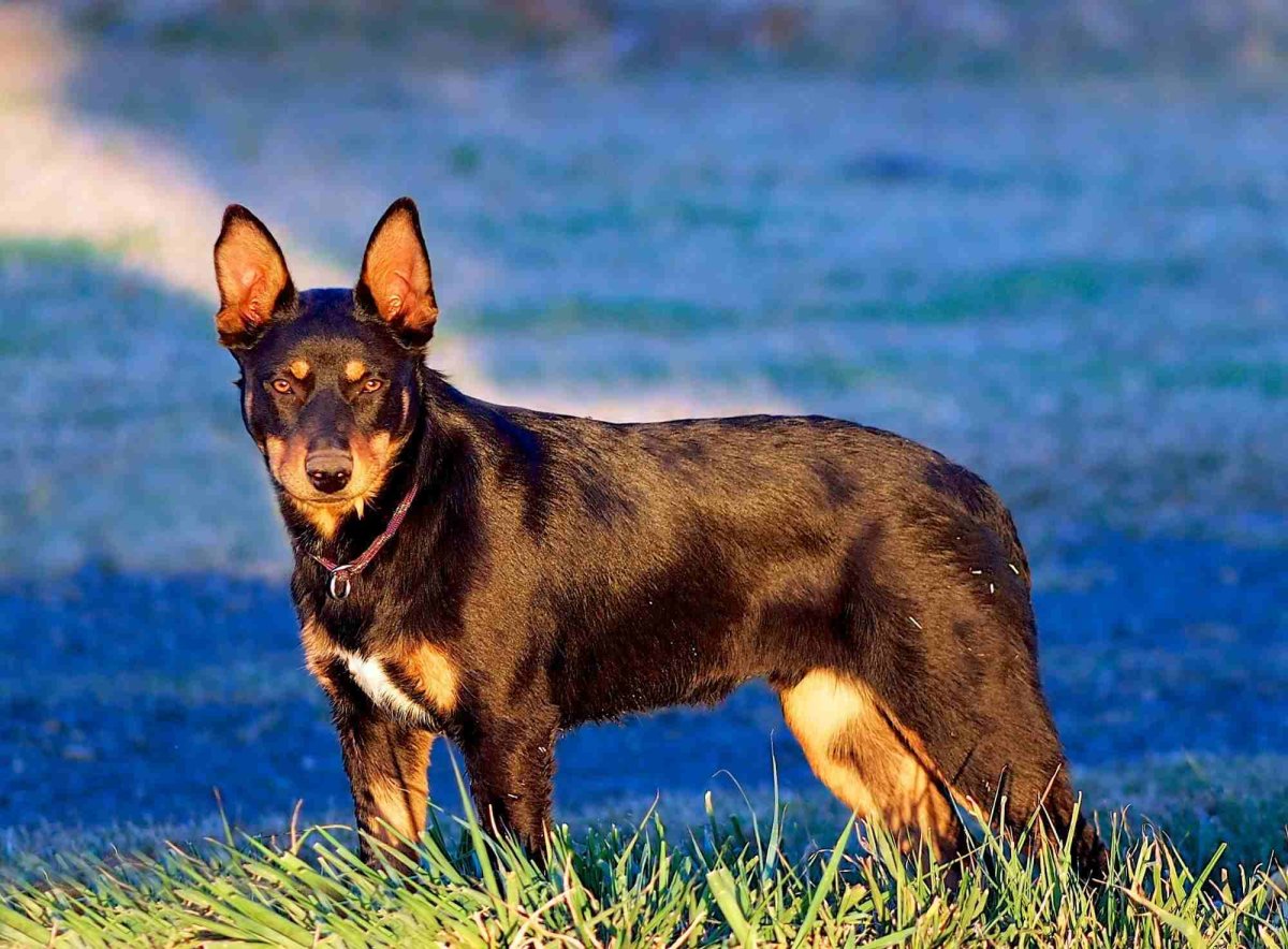 Щенки австралийского келпи 1 месяц