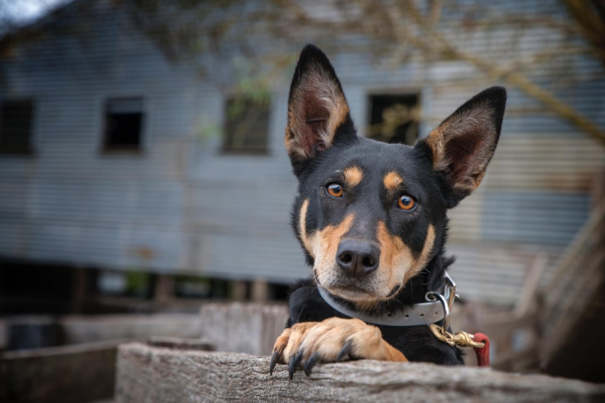 Австралийский келпи