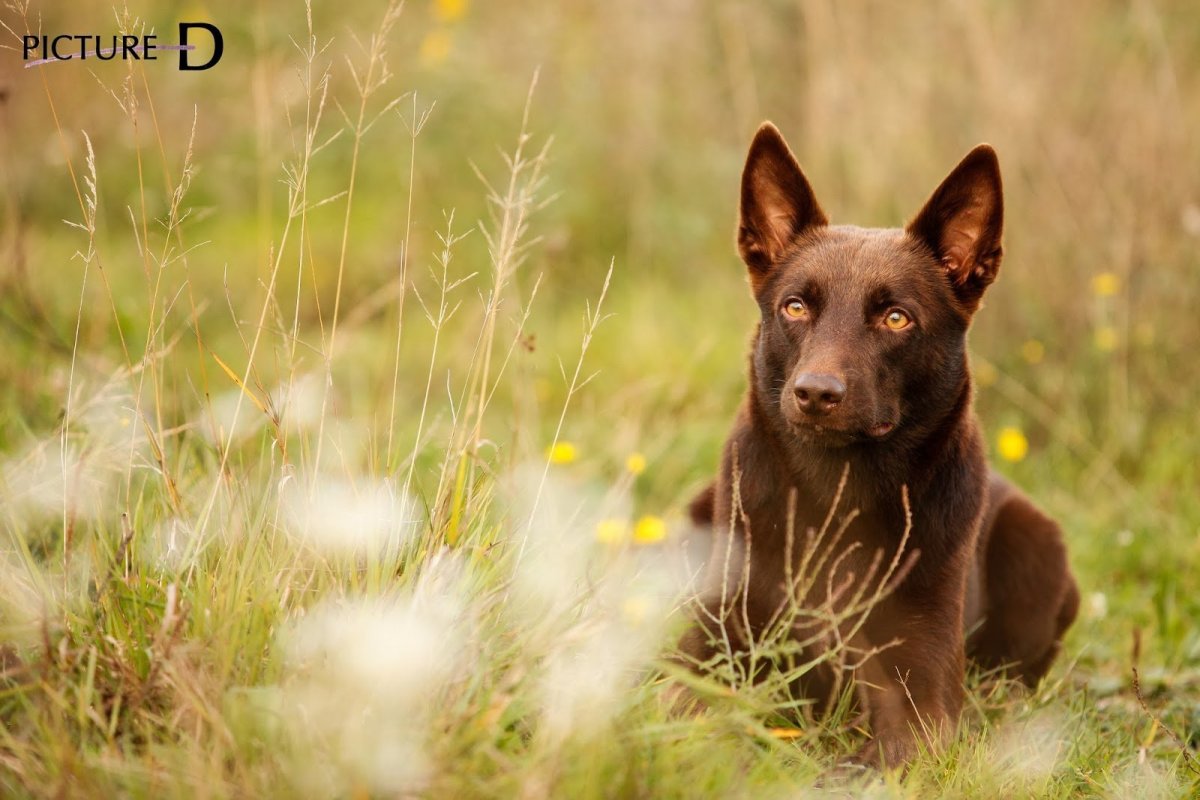 Австралийский келпи в Ставрополь