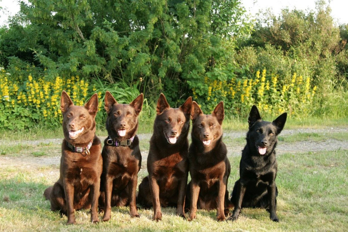 Келпи коричневая щенок