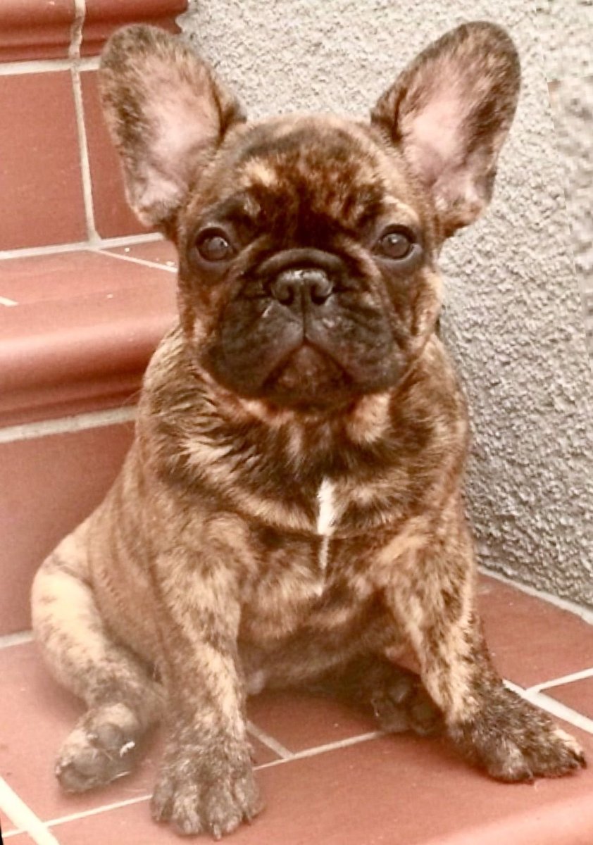 Флаффи бульдог