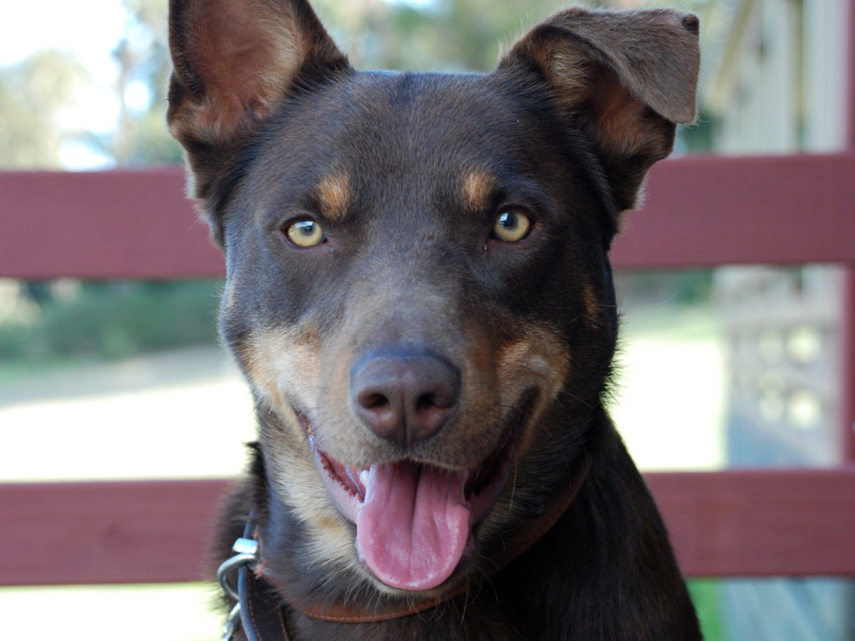 Австралийская овчарка келпи
