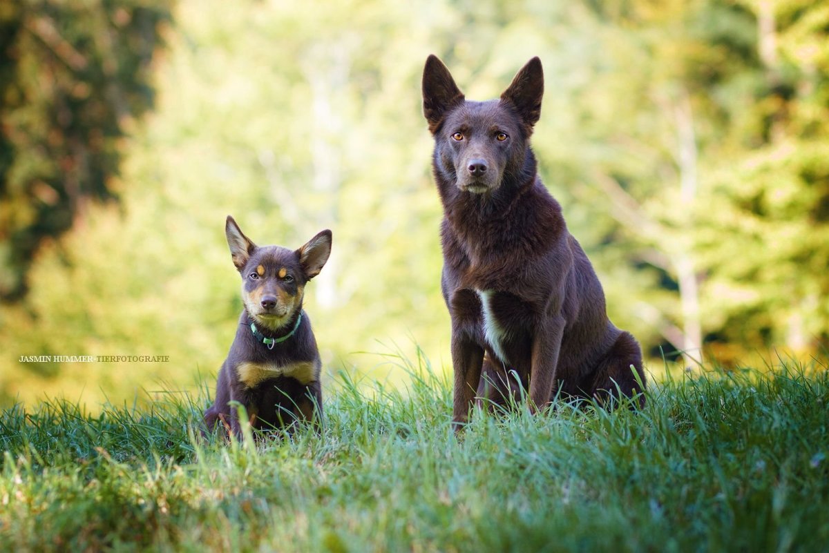 Коллекционные фигурки собаки породы келпи