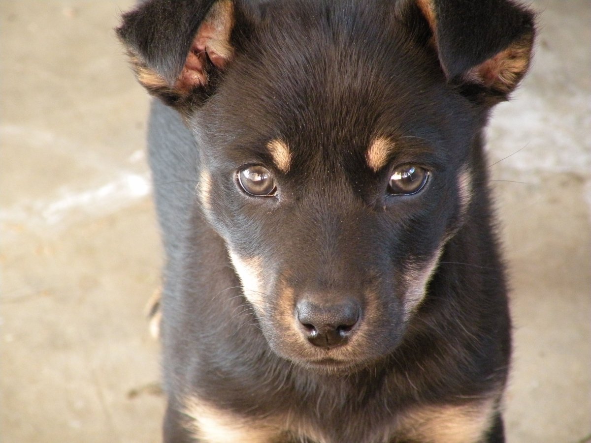 Австралийский келпи