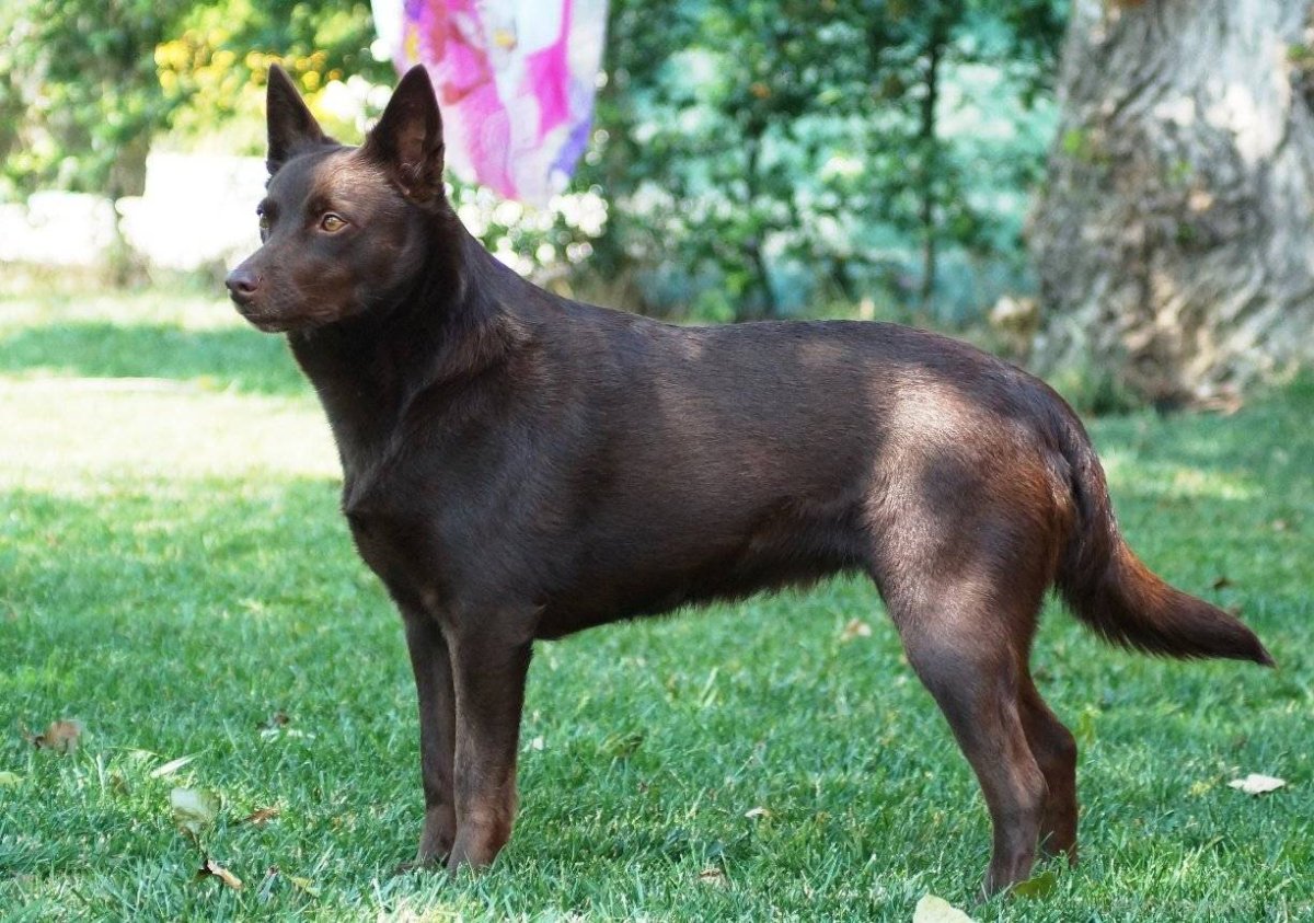 Австралийская пастушья келпи