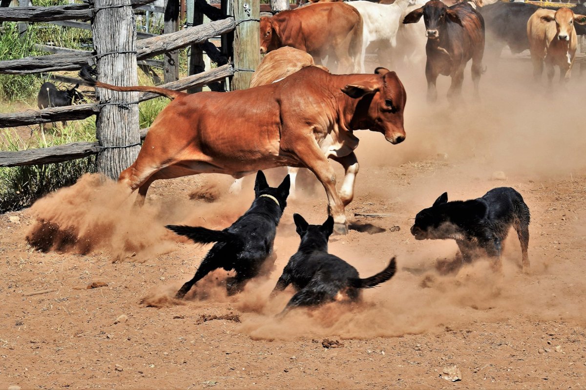 Овчарка келпи