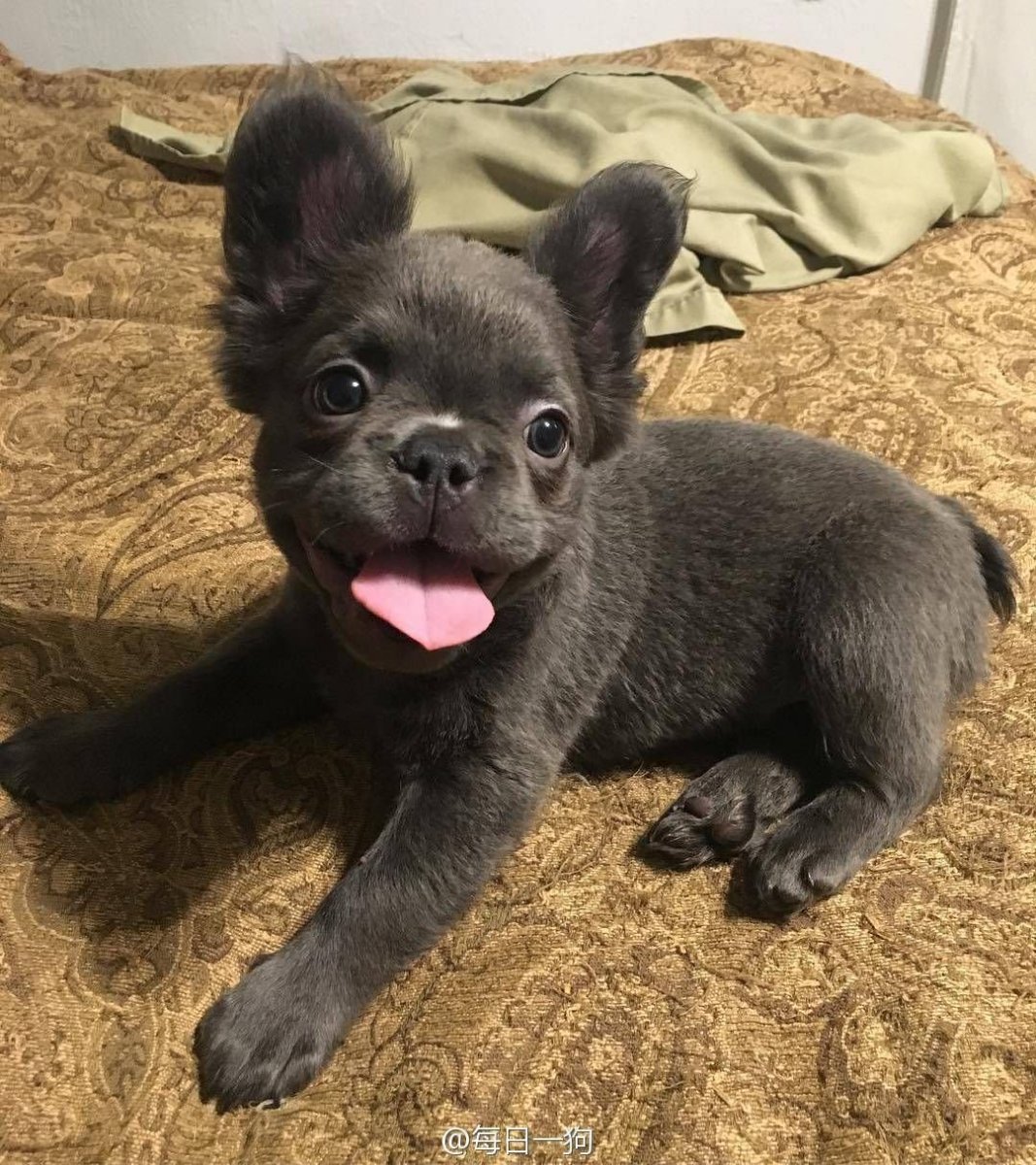 Флаффи бульдог