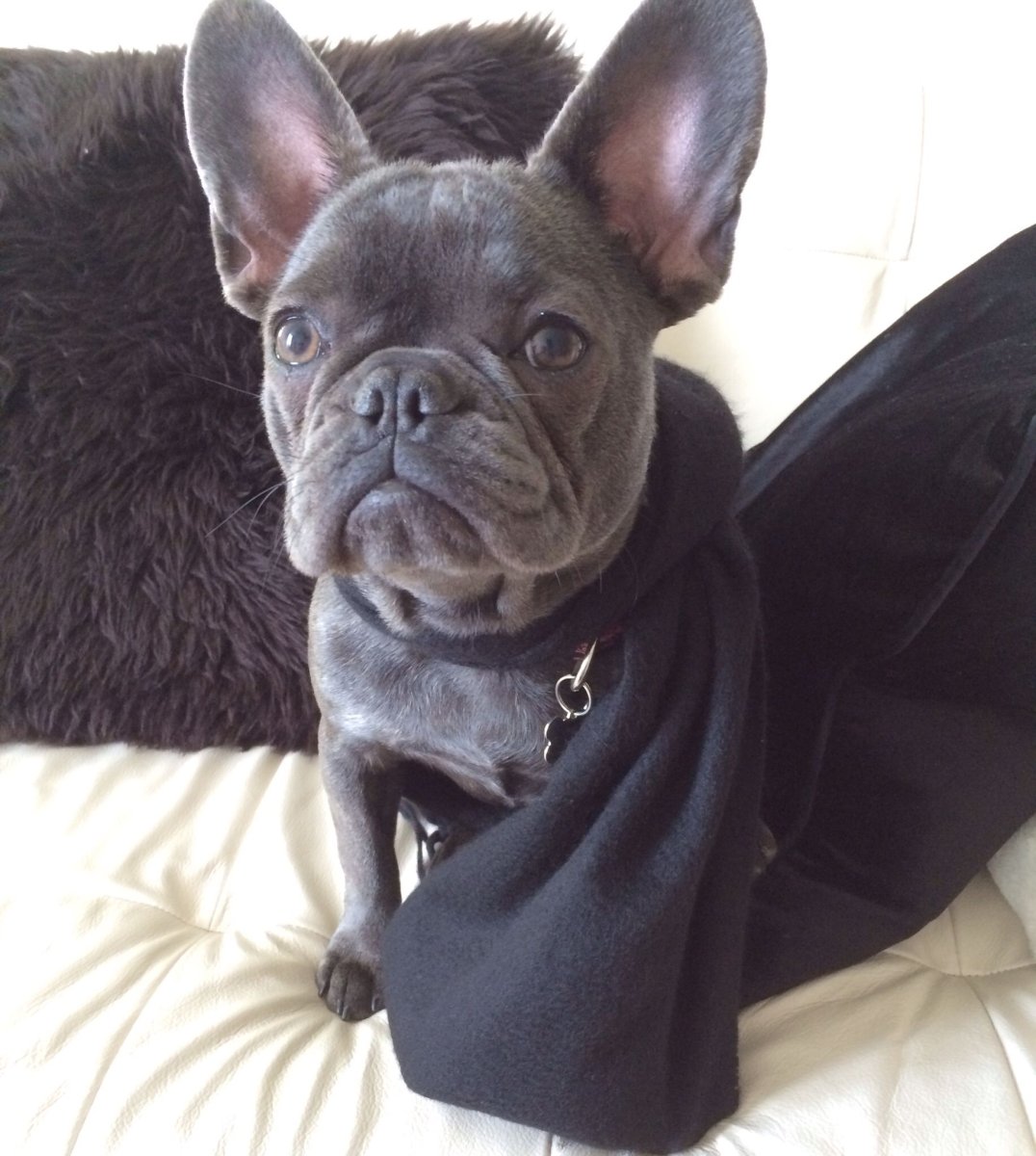 Флаффи бульдог