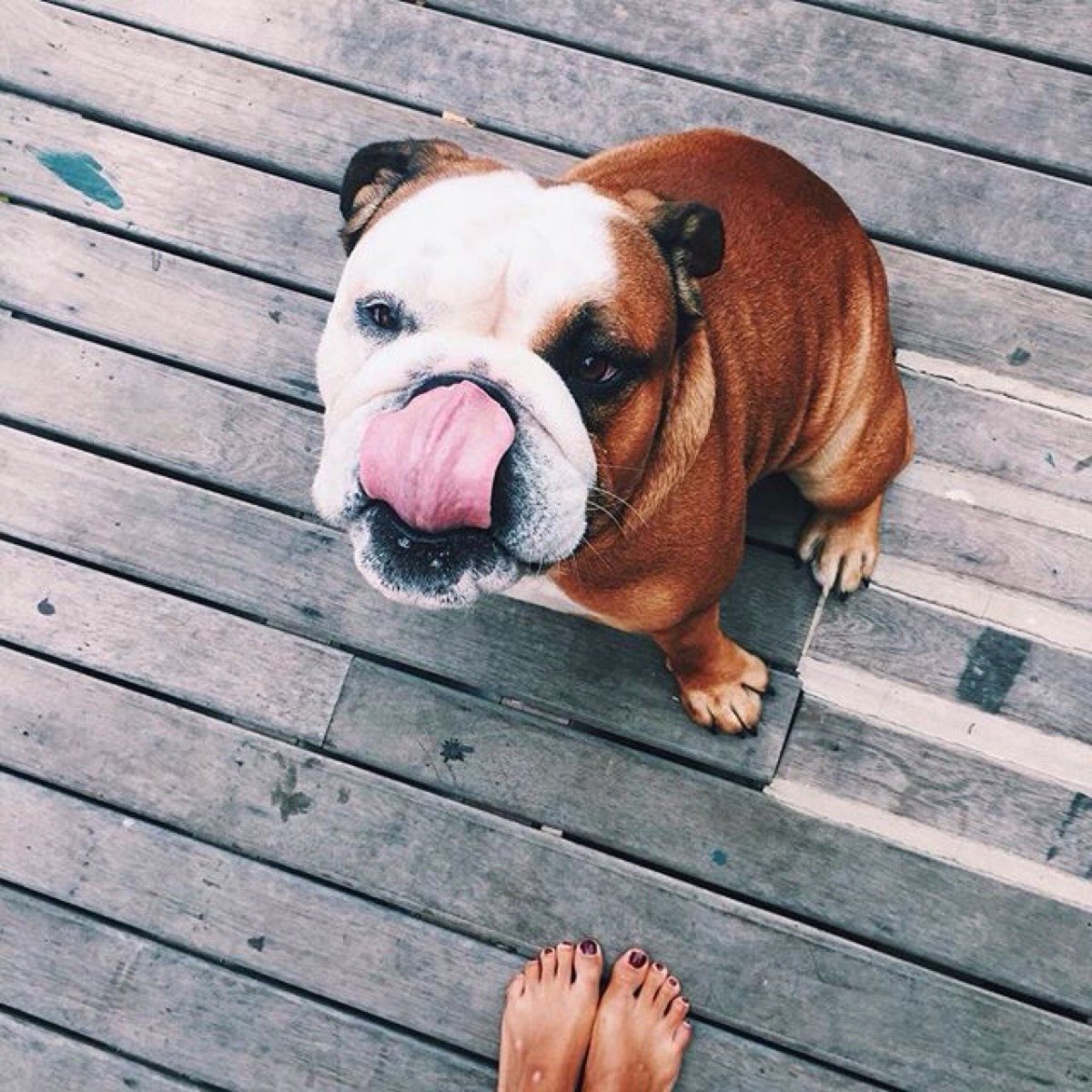 Фотосессия с английским бульдогом