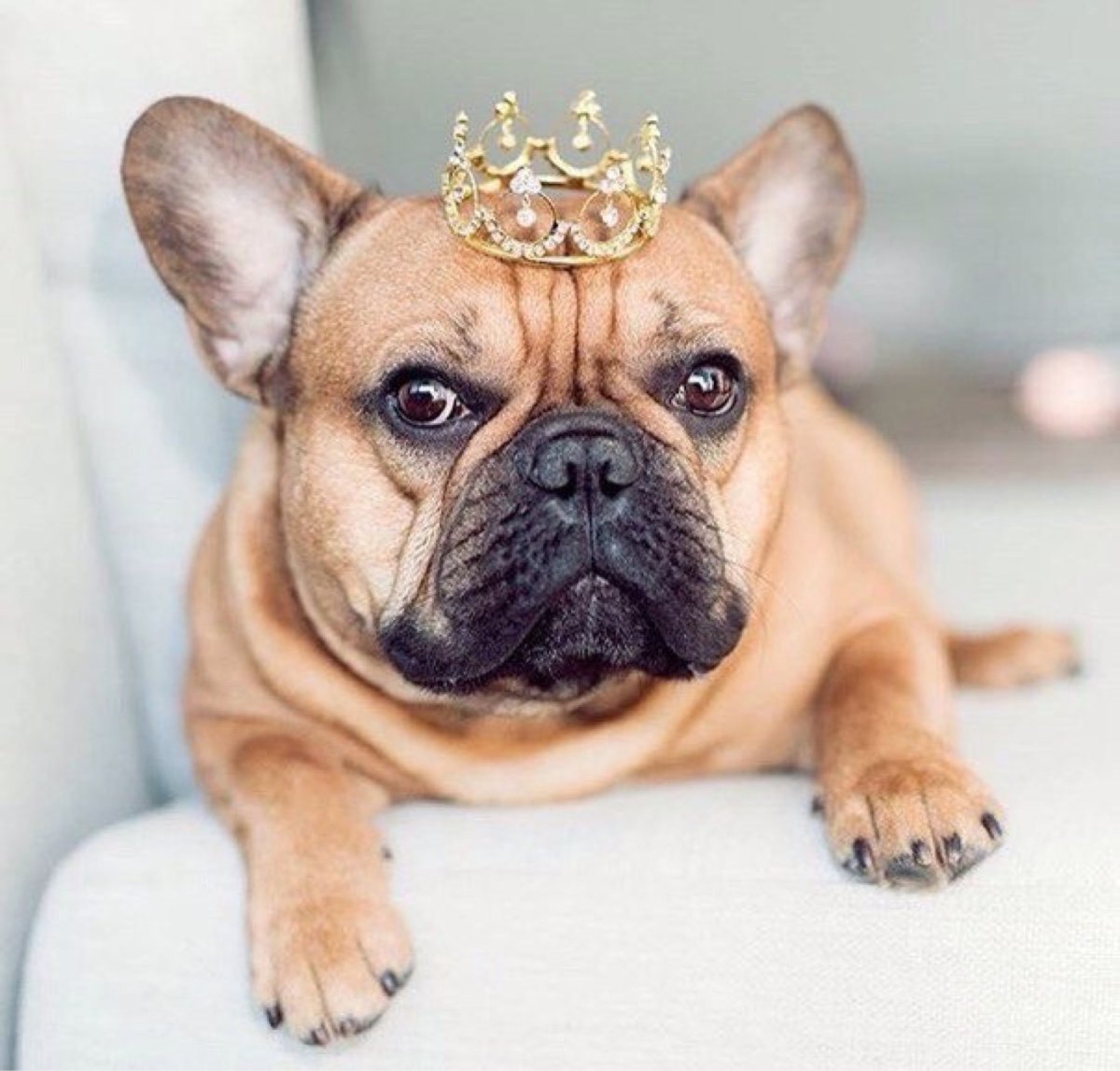 Французский бульдог белый