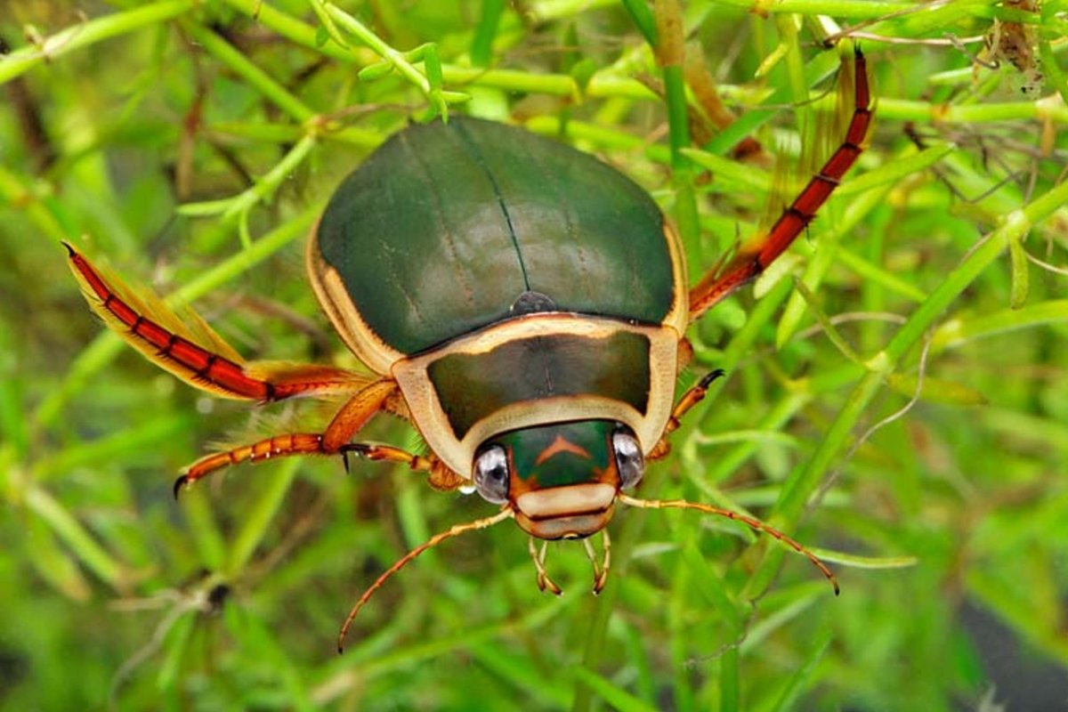 Водяной Жук-плавунец