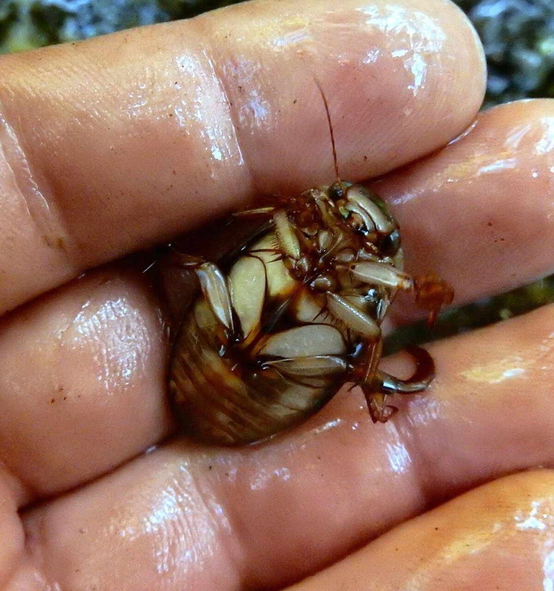 Личинка плавунца окаймленного