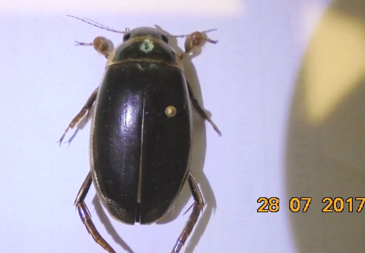 Большой Жук плавунец