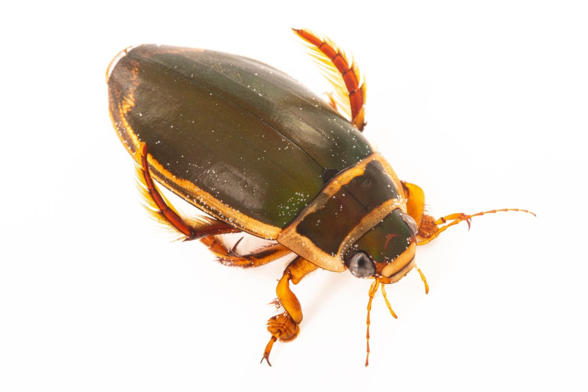 Жук плавунец желтый