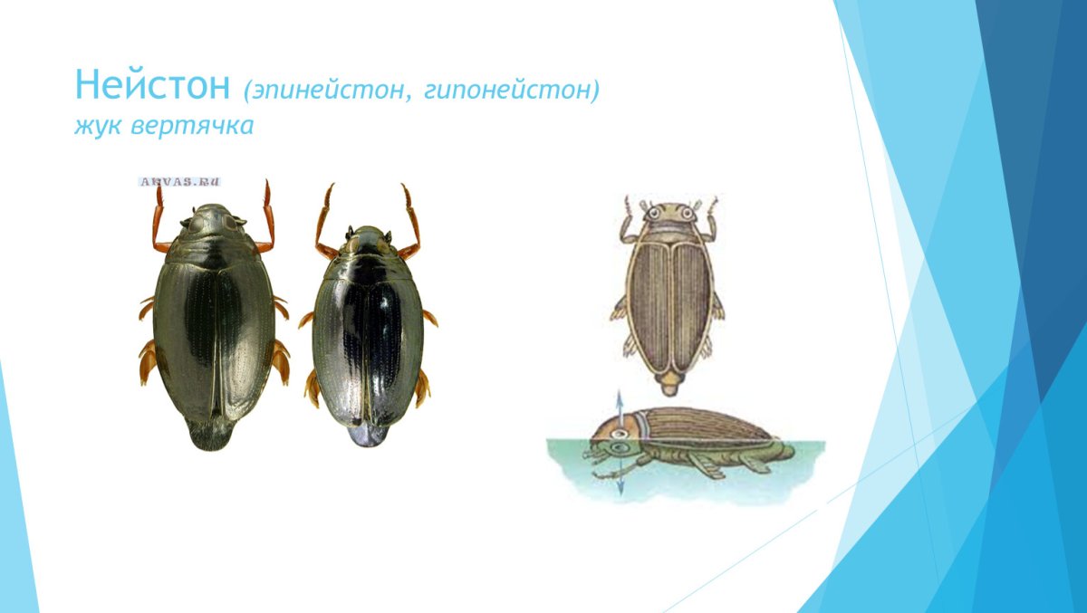 Личинка жука вертячки