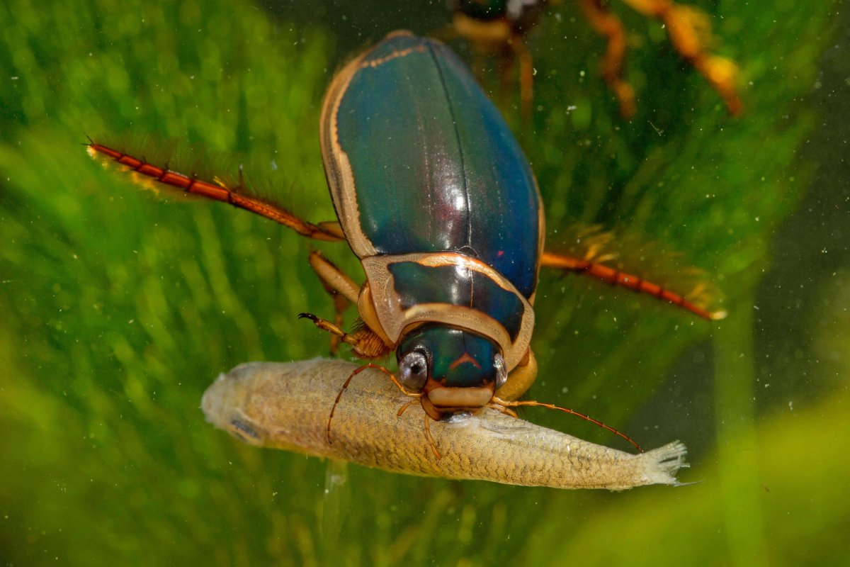 Жук плавунец летает