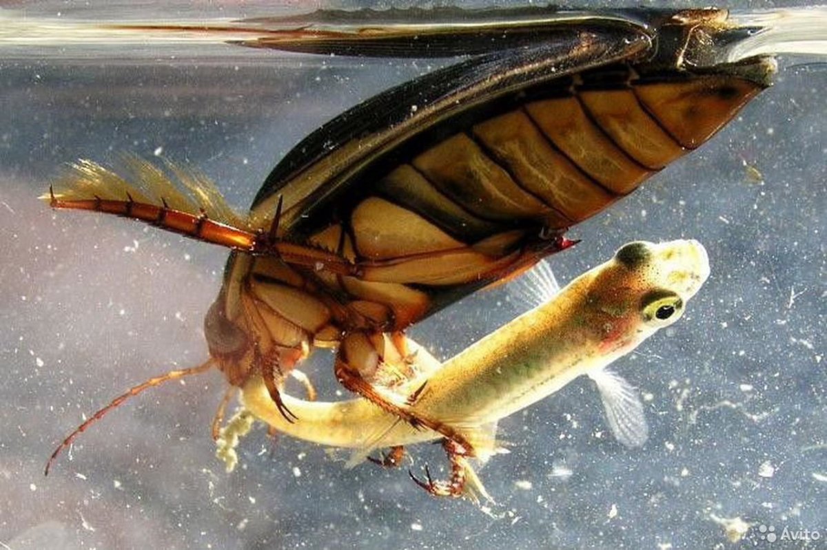 Жук-плавунец хищник