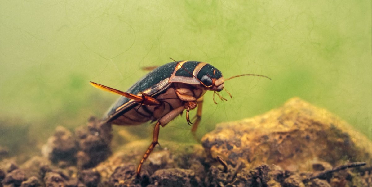 Плавунец Гладыш