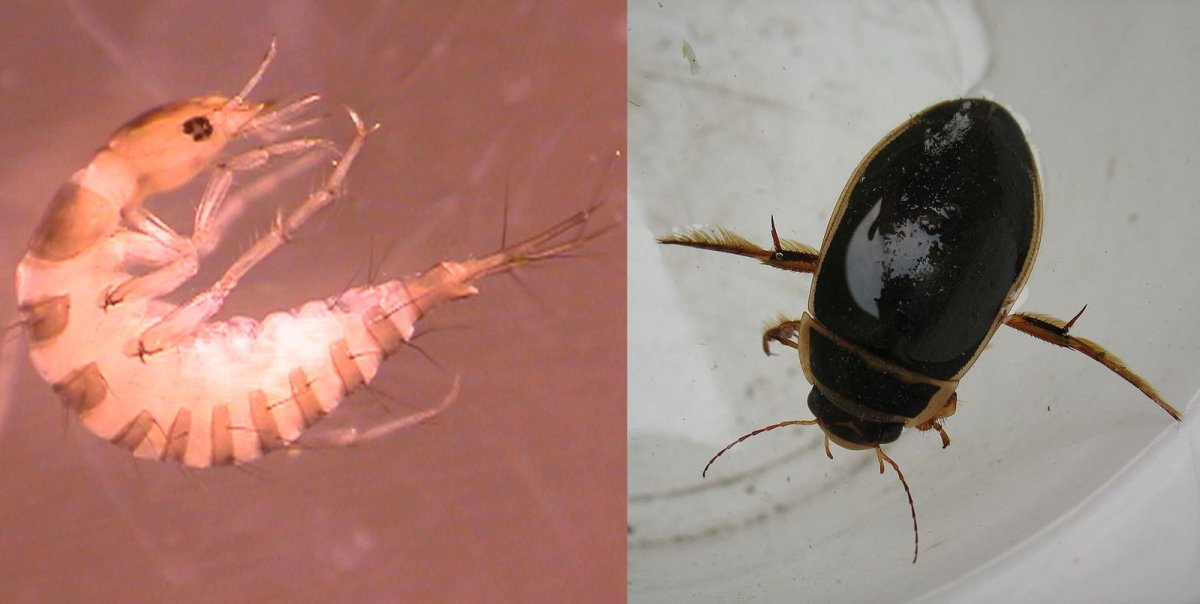 Водоплавающие жуки пьют кровь