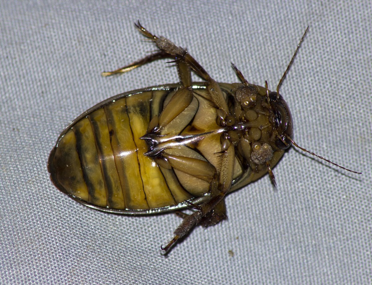 Плавунец брюшко