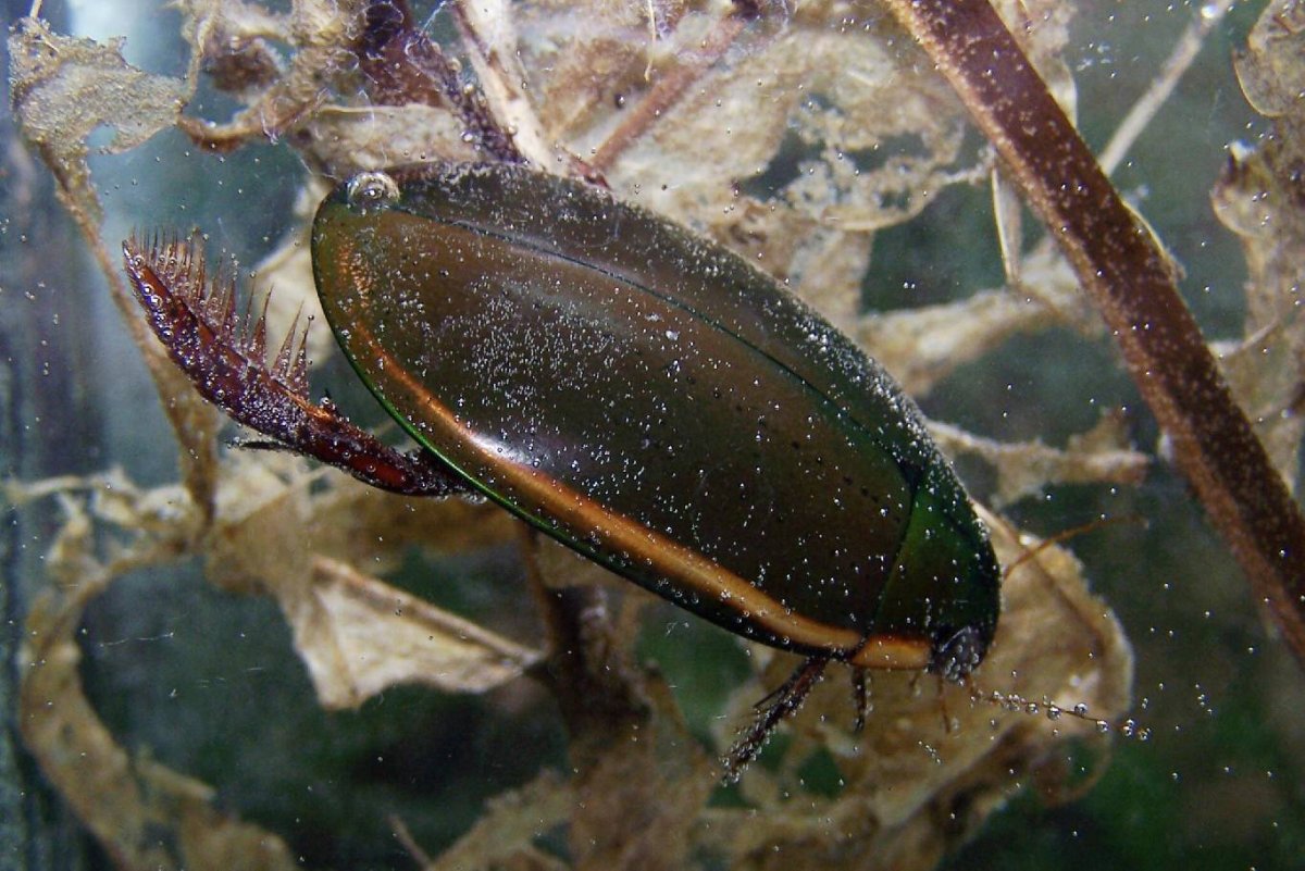 Жук-плавунец окаймленный