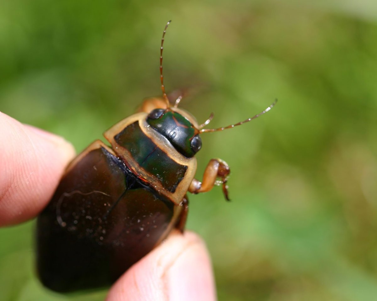 Жук-плавунец кусается