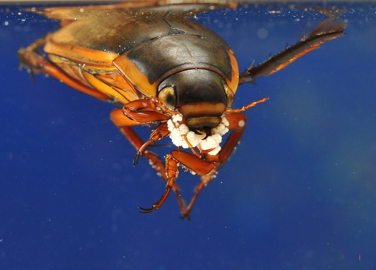 Укус жука плавунца