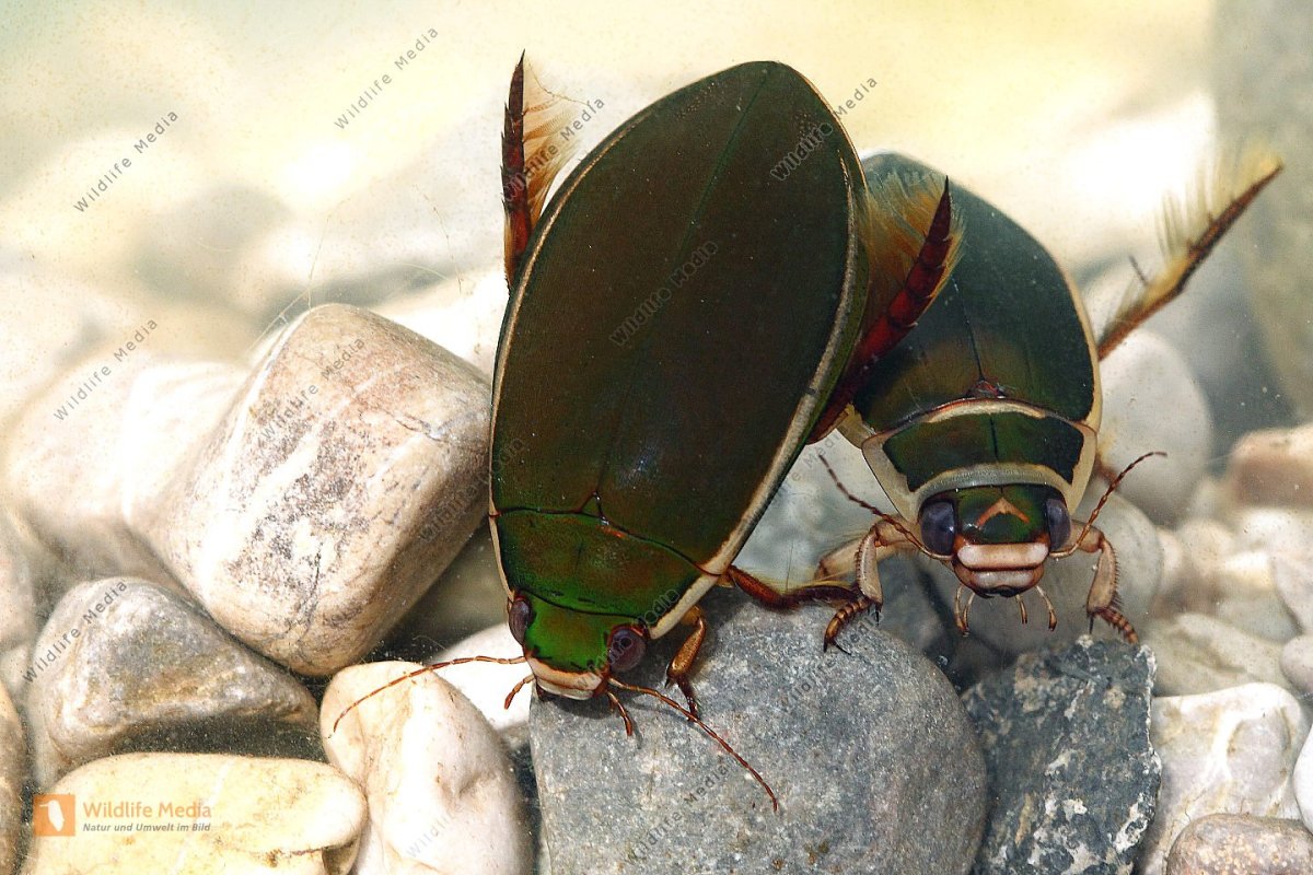 Укус жука плавунца