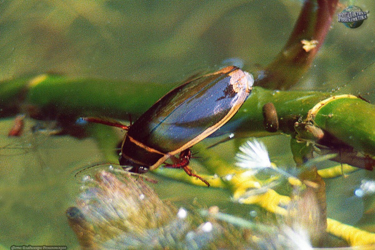Жук-плавунец окаймленный