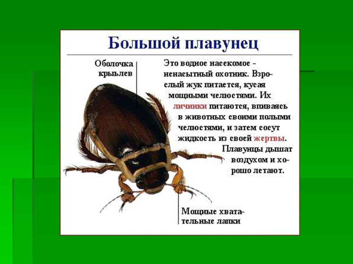 Жук плавунец факты