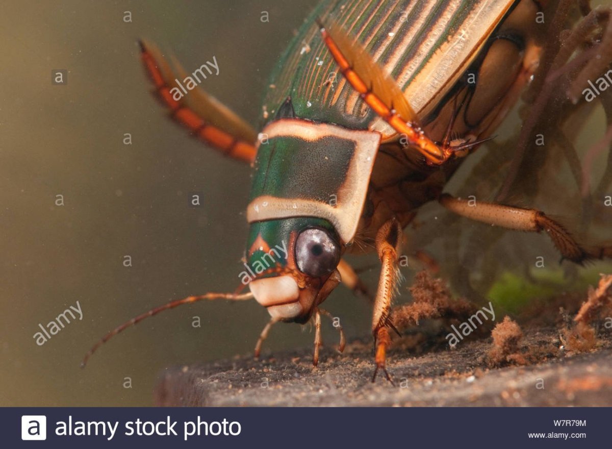 Нырялка Жук