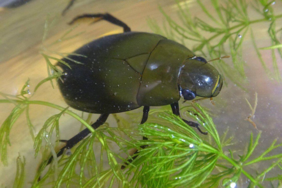 Жук-плавунец окаймленный