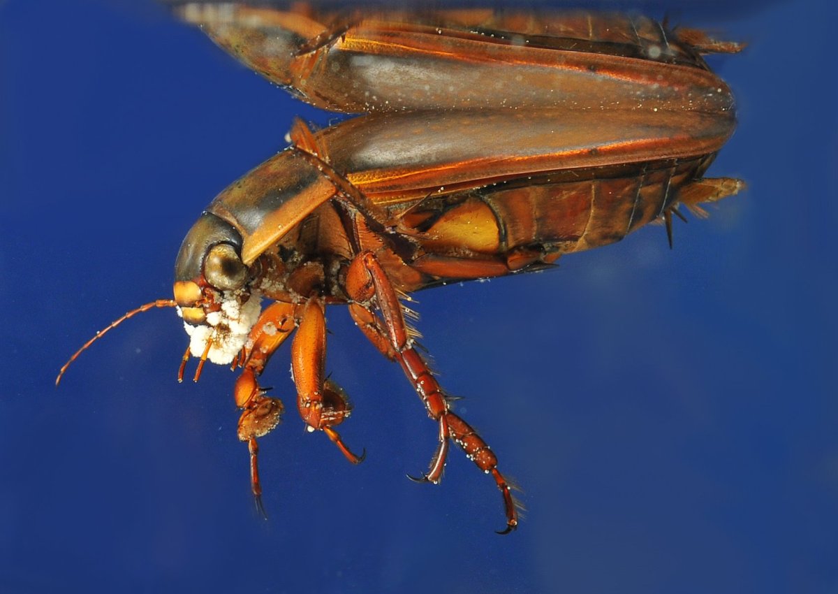 Dytiscus dimidiatus Жук плавунец