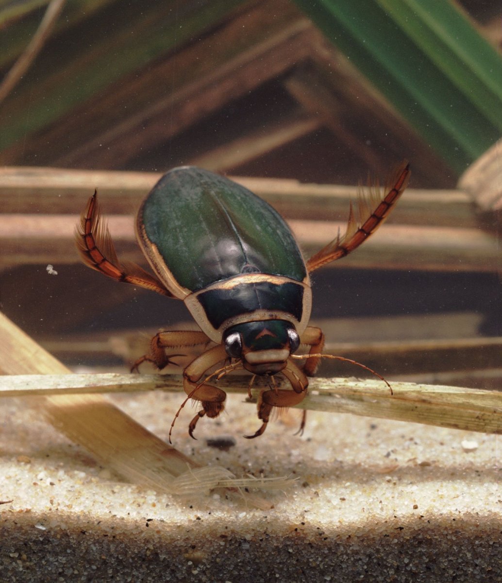 Жук плавунец