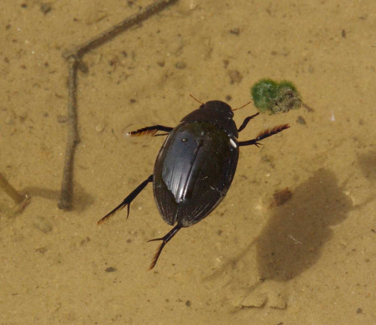 Жук водолюб