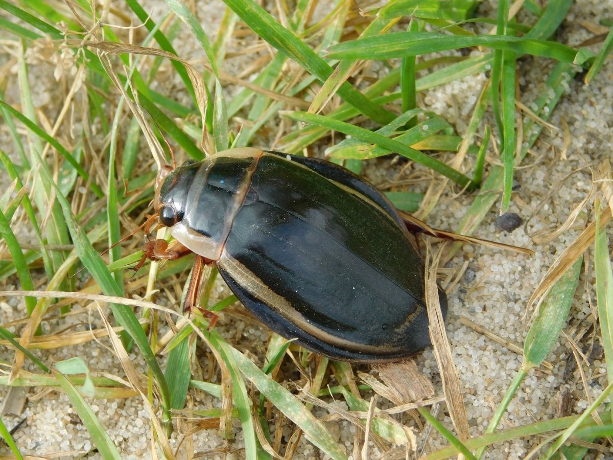 Жук плавунец