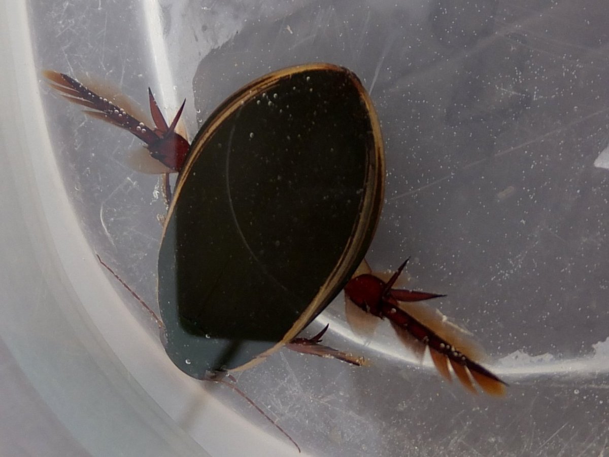 Жук плавунец Крылья