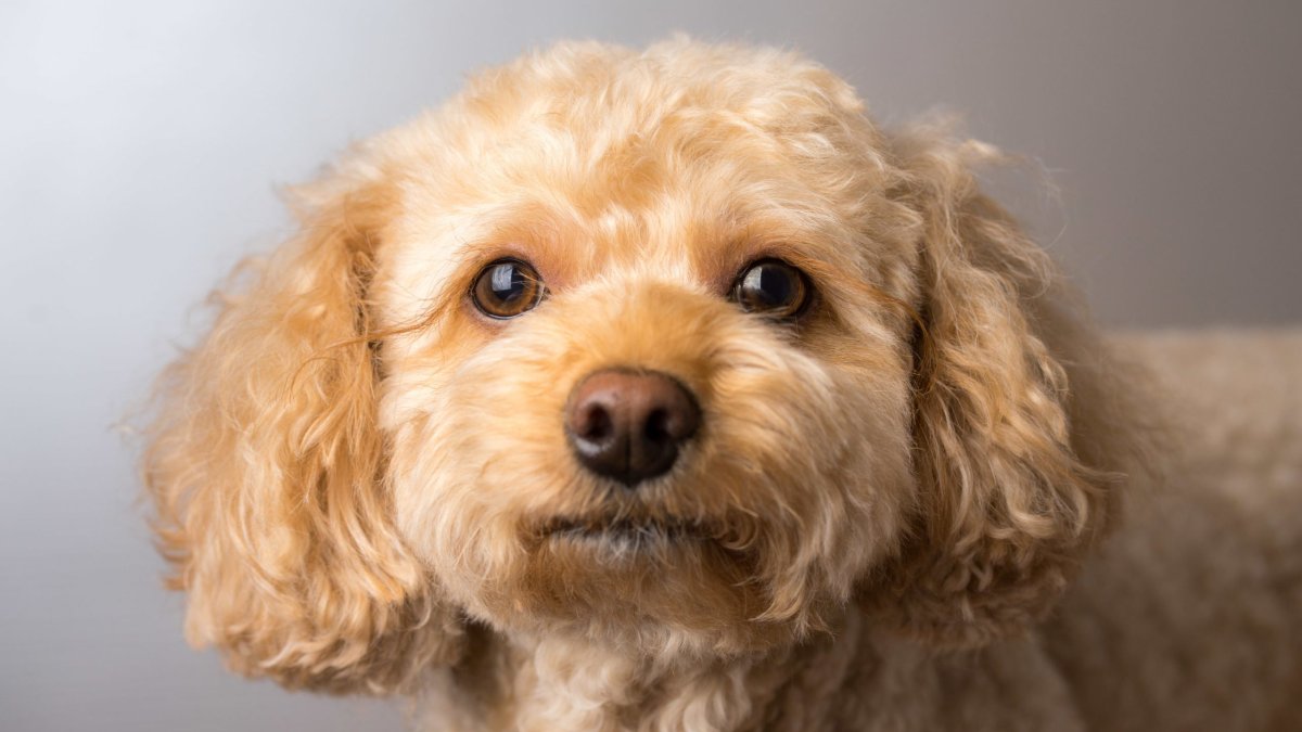 Мальтипу спаниель