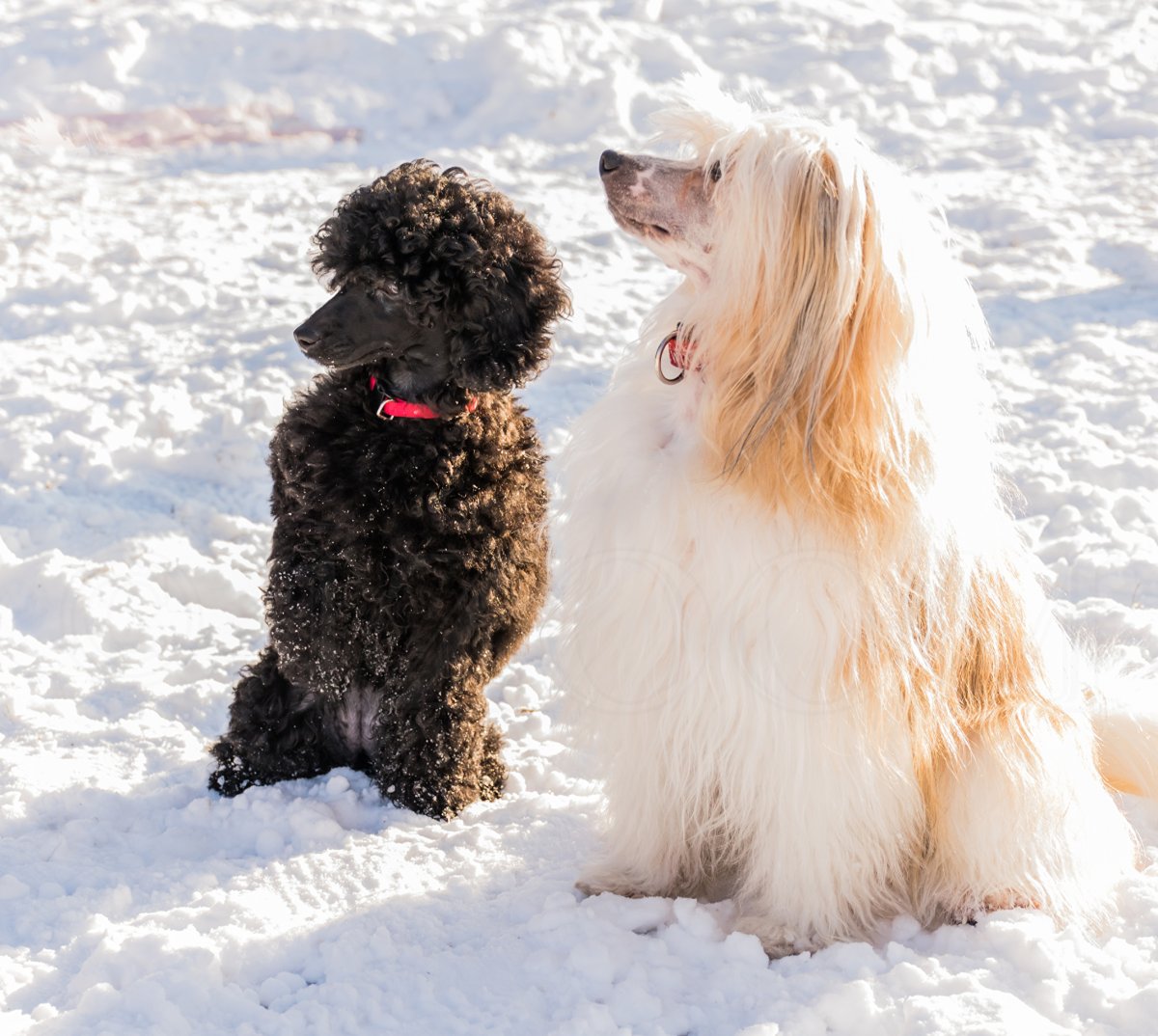Китайская хохлатая и пудель