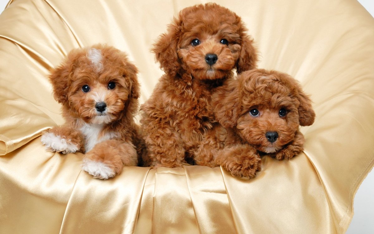 Мальтипу ред Браун