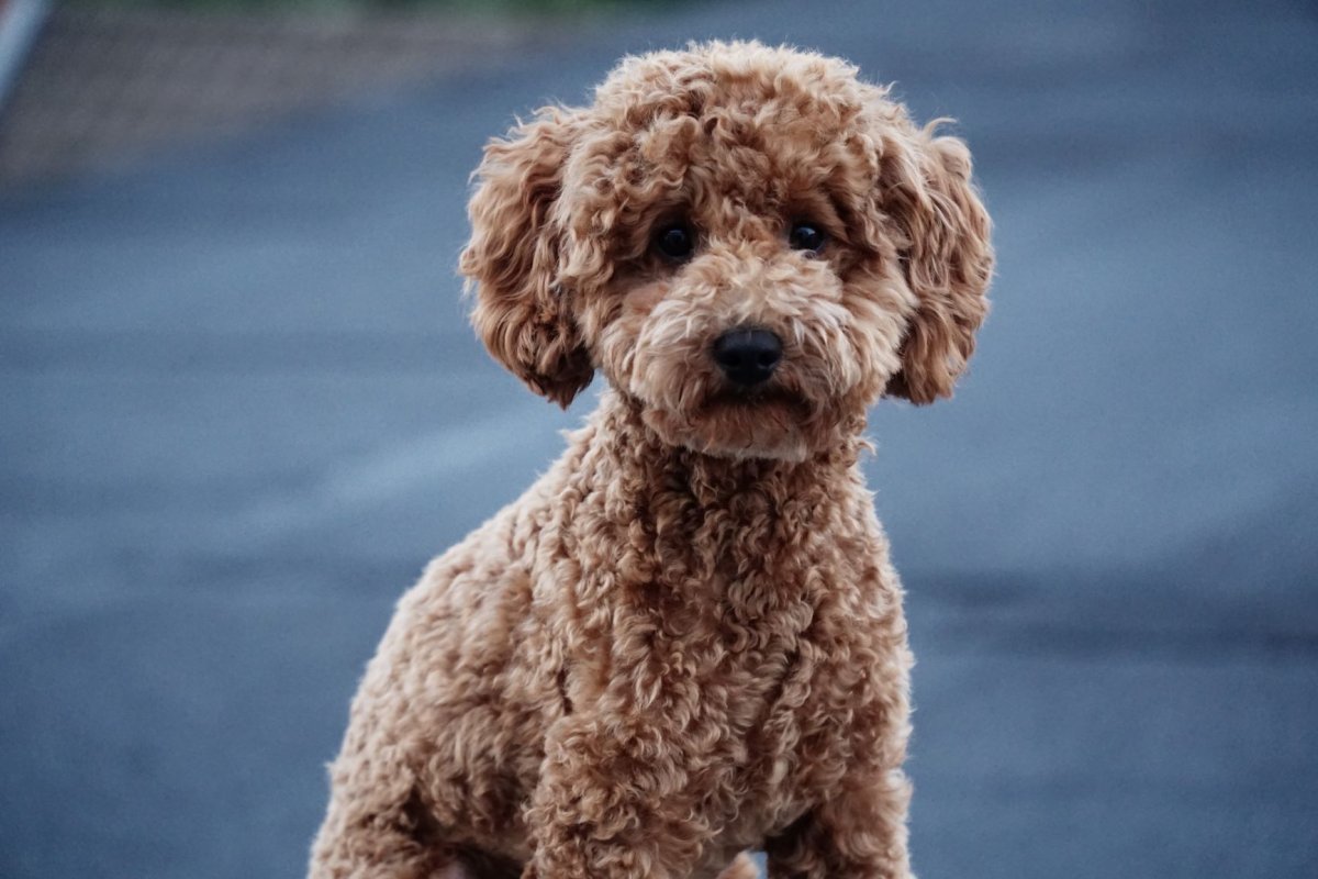 Смесь пуделя