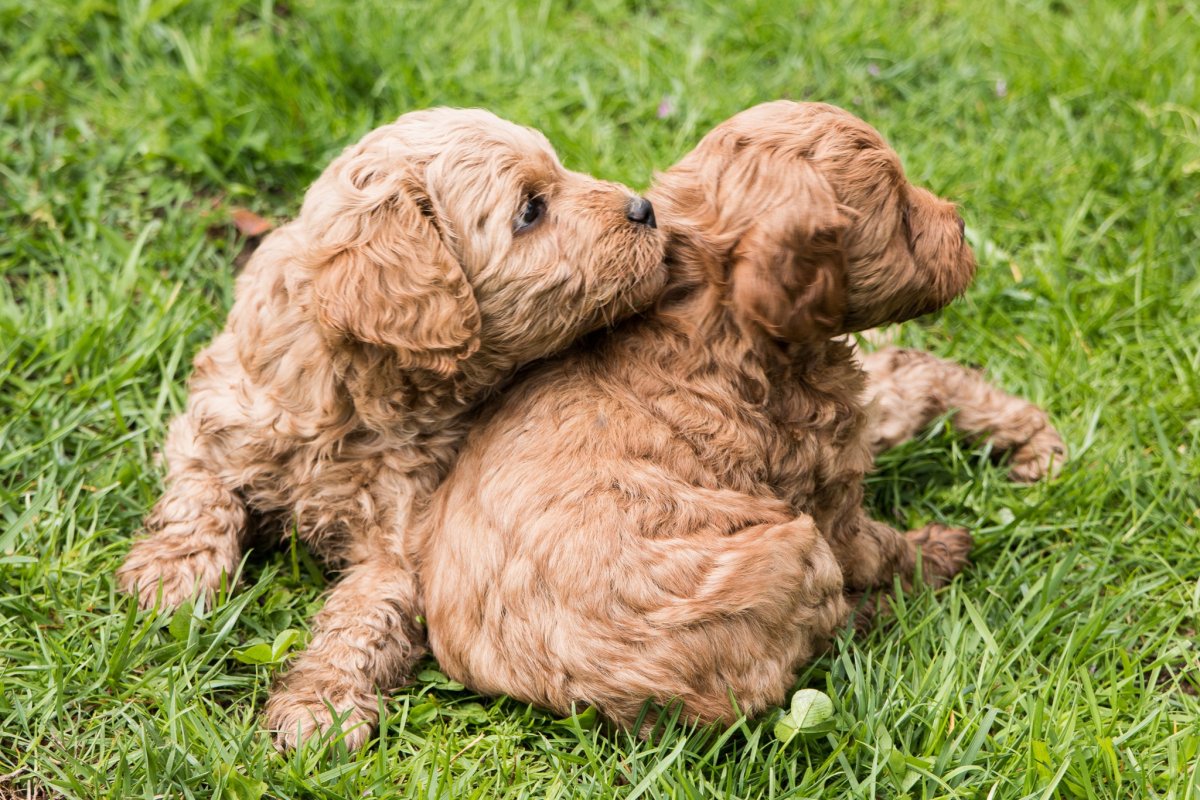 Кокер спаниель и пудель