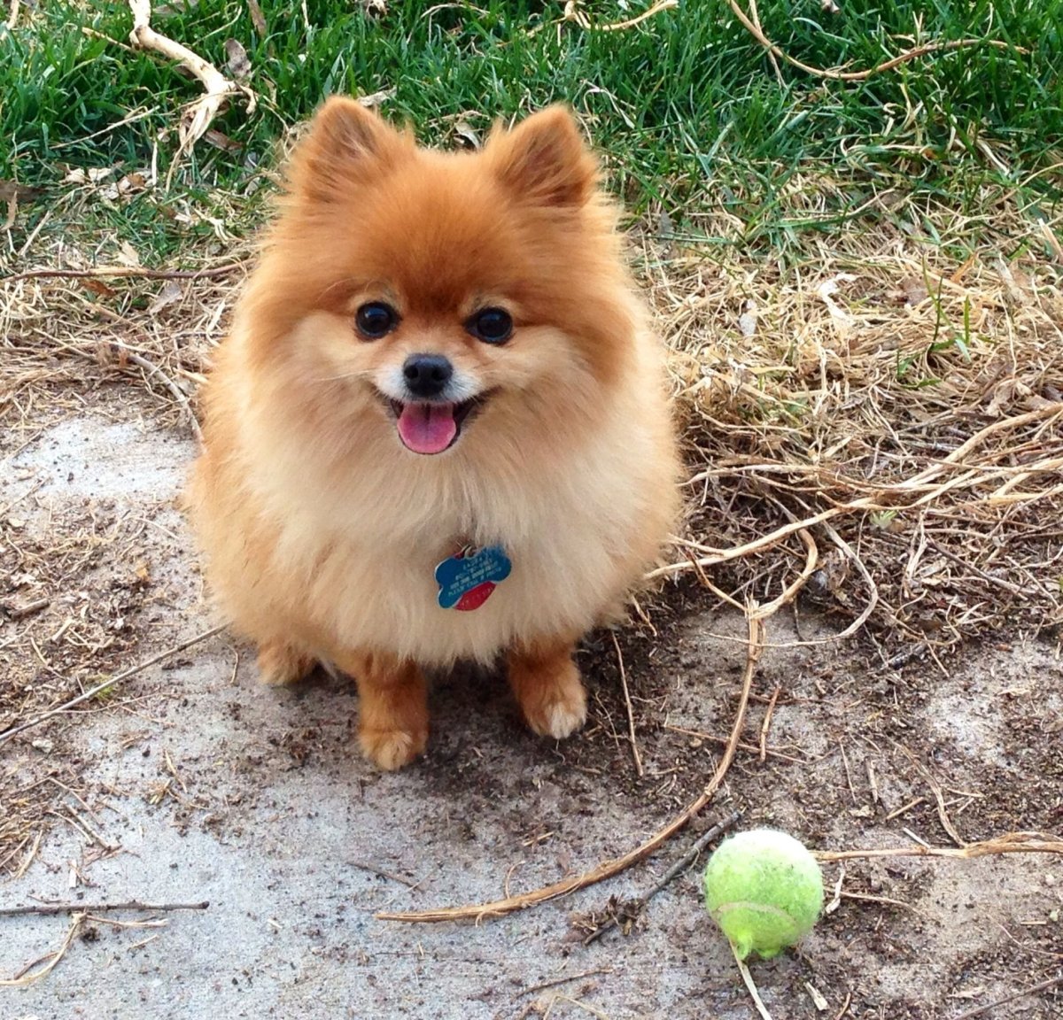 Померанский шпиц Пуппи