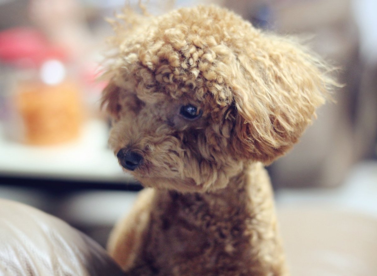 Той пудель цвета