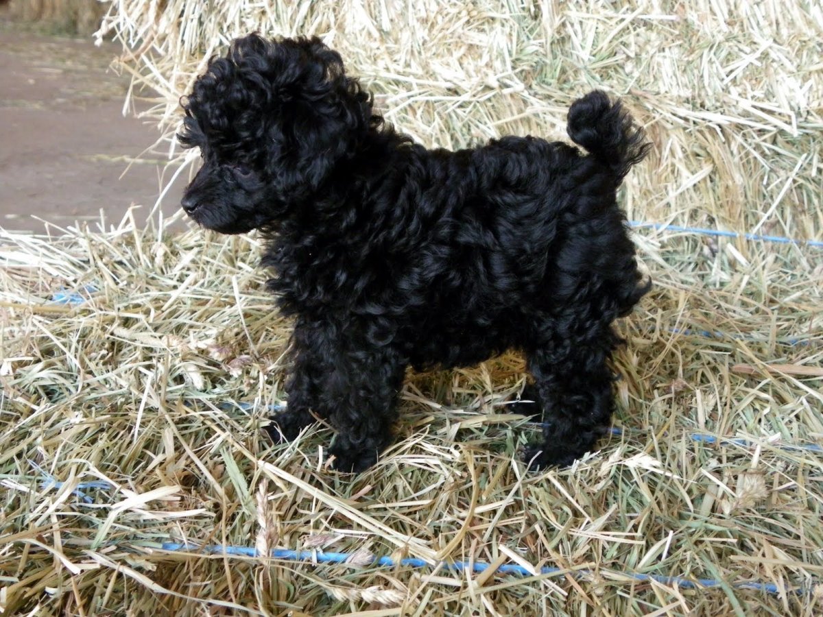 Пудель и дворняжка