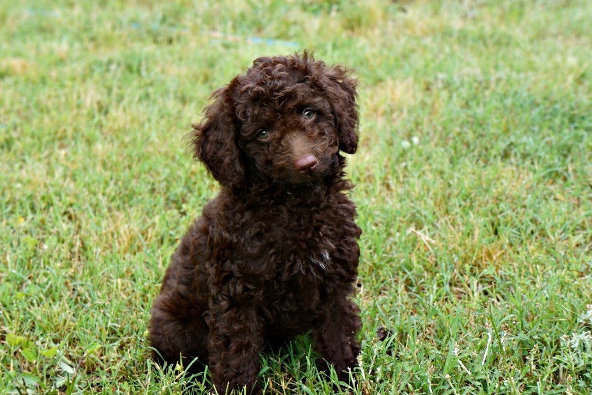 Дудл пудель