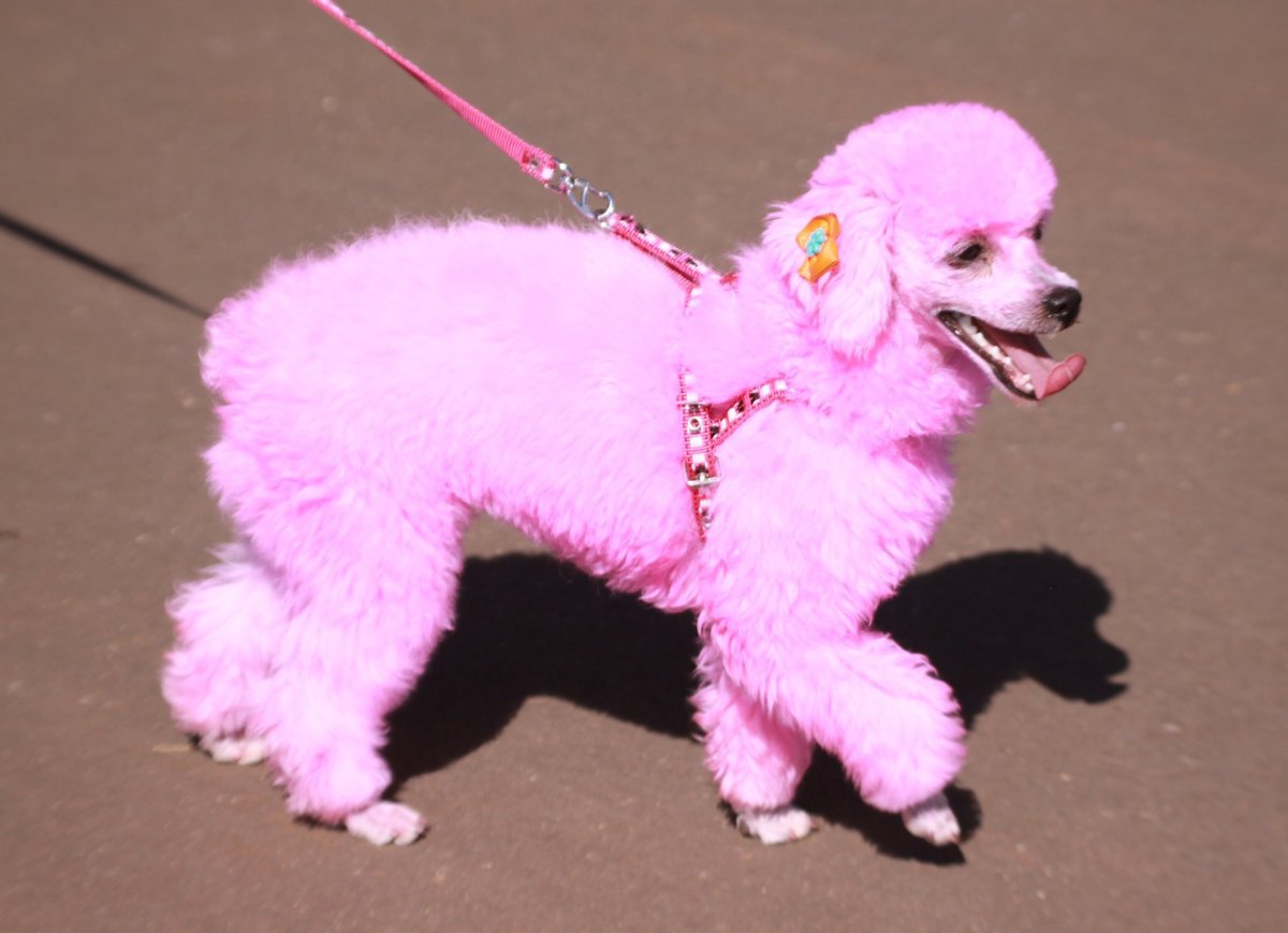 Королевский пудель розовый