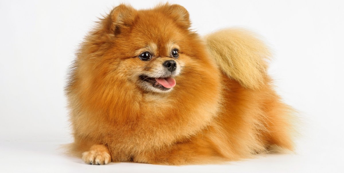 Маленькая рыжая собака порода