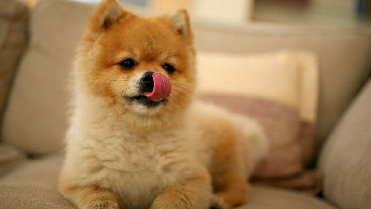 Порода собак шпиц