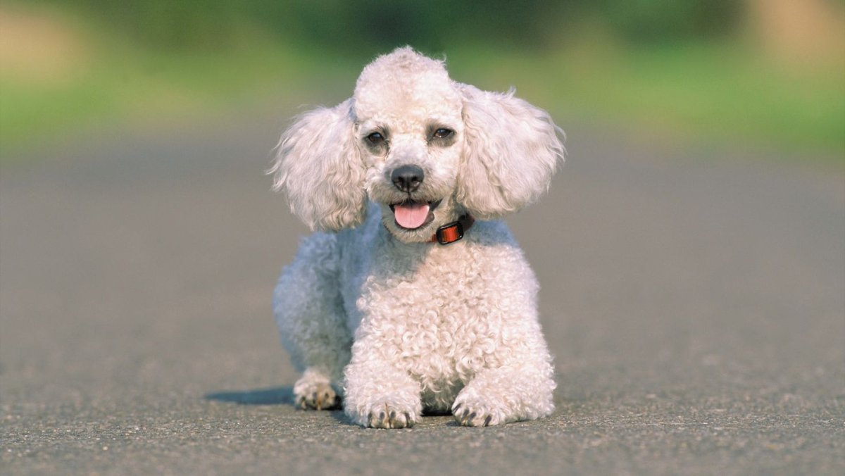 Карликовый пудель Теди